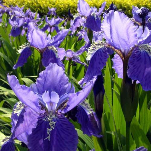 長沙東日園林工程有限公司,長沙園林綠化工程,長沙綠化養(yǎng)護管理 長沙東日園林工程有限公司,長沙園林綠化工程,長沙綠化養(yǎng)護管理